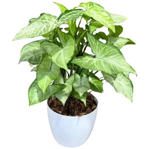 Planta syngonium 3l